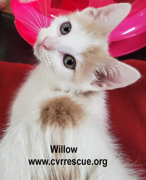 Willow